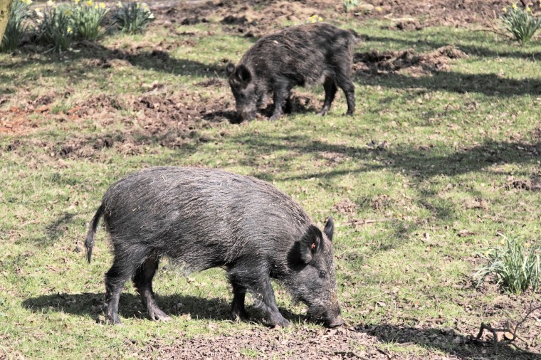 Wild Boar